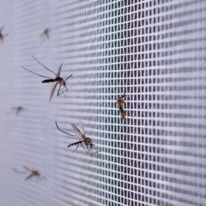 How to Choose the Perfect Mosquitoes Net