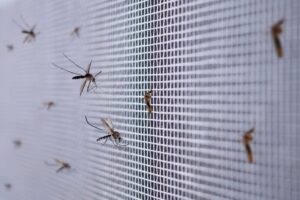 mosquito net doors